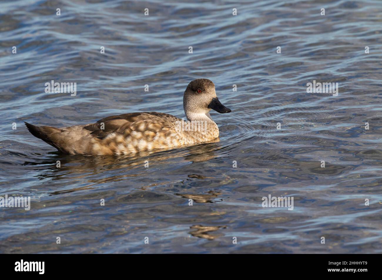 Crested duck Lophonetta specularioides specularioides swimming on sea, Falkland Islands Stock Photo