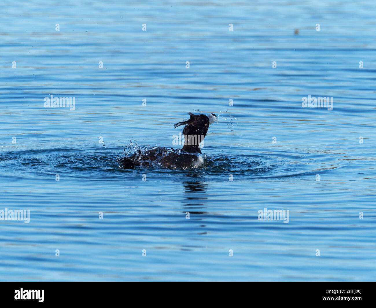 tufted-duck-aythya-fuligula-female-bathing-blashford-lakes-nature