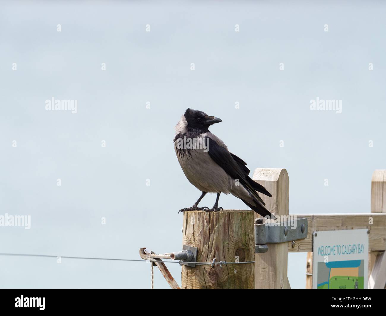 Hooded crow Corvus corone cornix on a fence post at picnic area overlooking Calgary Bay, Isle of Mull, Inner Hebrides, Argyll and Bute, Scotland, UK, Stock Photo