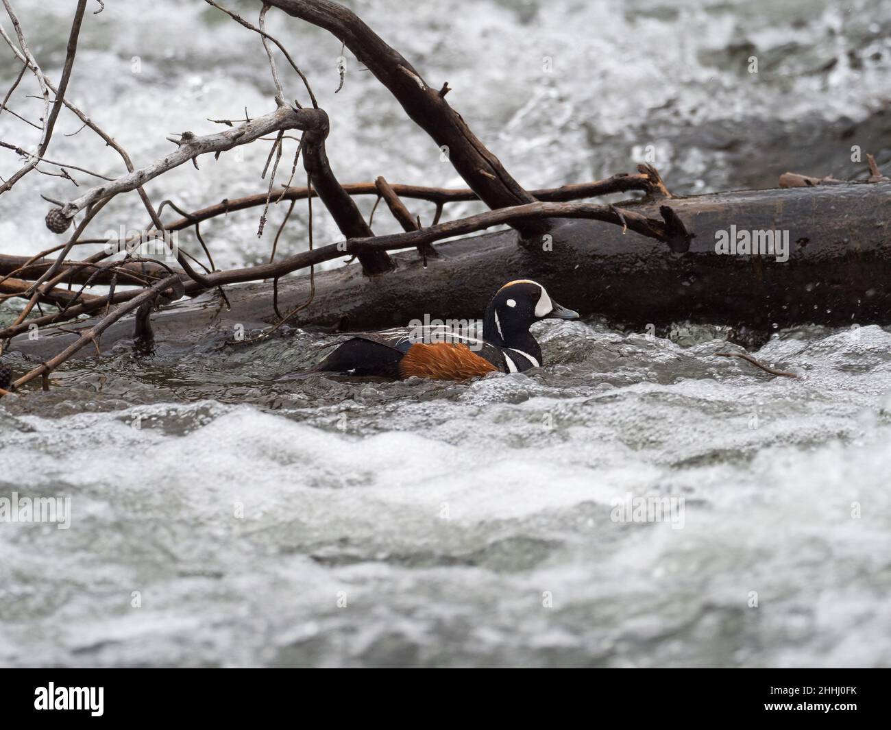 Harlequin duck Histrionicus histrionicus male swimming beside a fallen