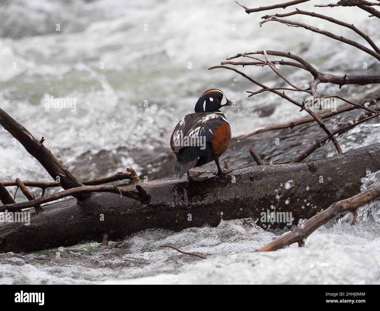 Harlequin duck Histrionicus histrionicus male standing on a fallen tree, LeHardy Rapids, Yellowstone River, Yellowstone National Park, Wyoming, USA, Stock Photo