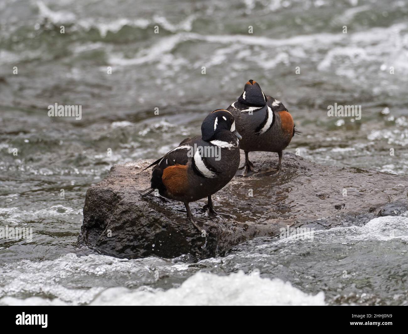 Harlequin duck Histrionicus histrionicus two males on a rock, LeHardy Rapids, Yellowstone River, Yellowstone National Park, Wyoming, USA, June 2019 Stock Photo