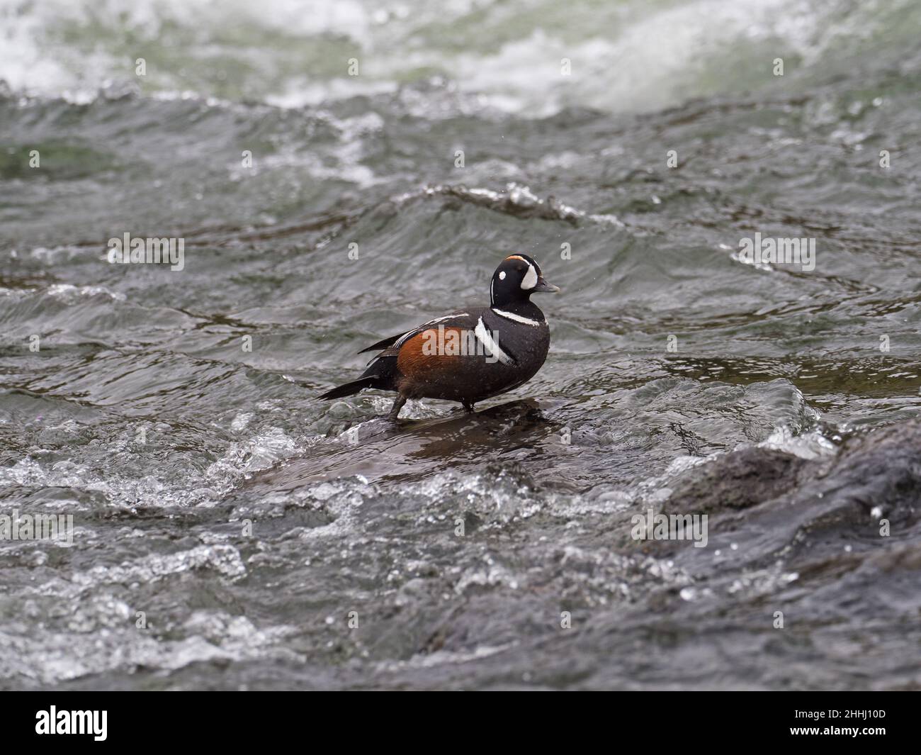 Harlequin duck Histrionicus histrionicus male on a rock in the LeHardy Rapids, Yellowstone River, Yellowstone National Park, Wyoming, USA, June 2019 Stock Photo