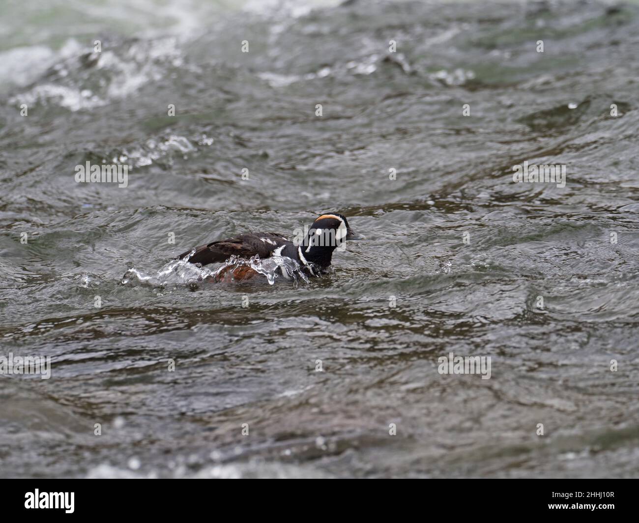 Harlequin duck Histrionicus histrionicus male swimming, LeHardy Rapids