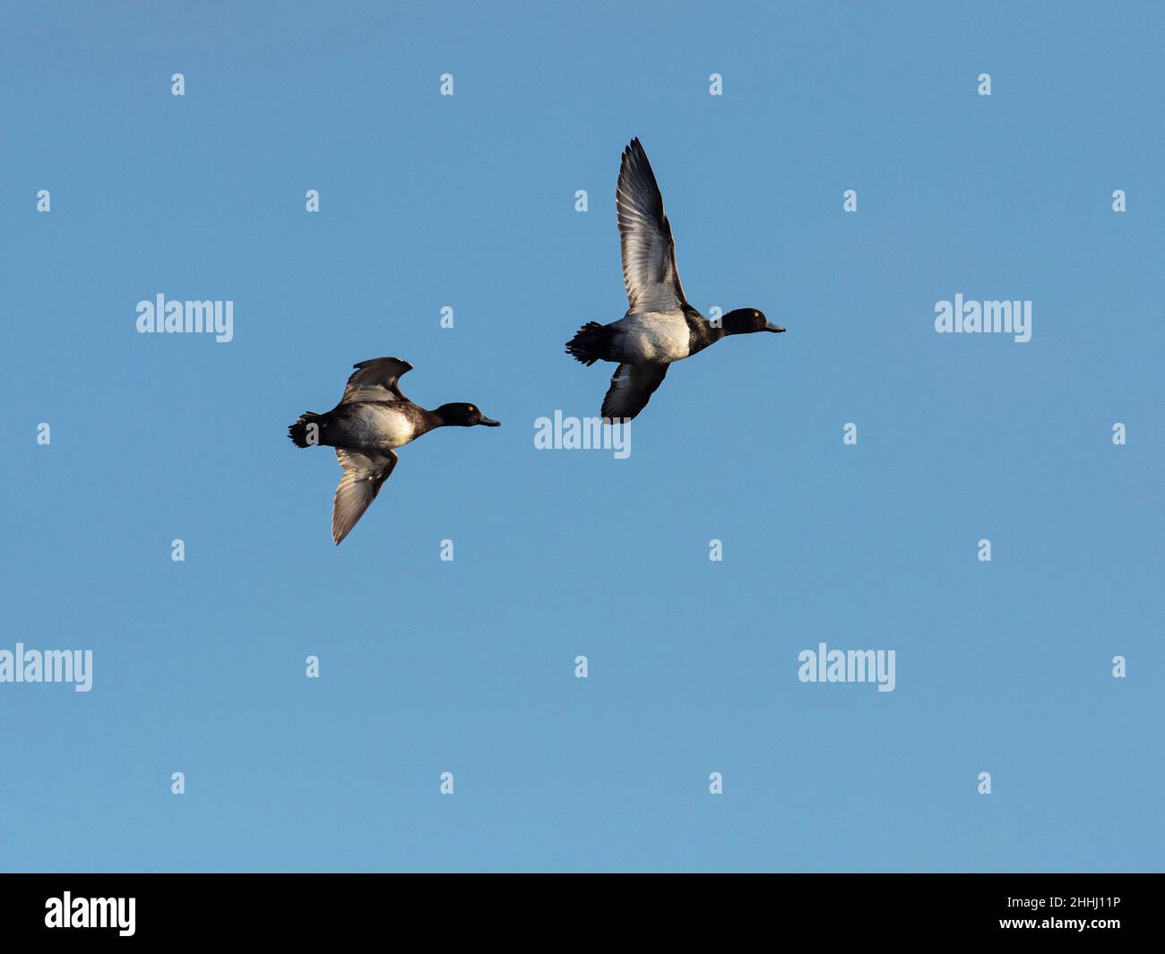 Tufted duck Aythya fuligula air in flight, Ham Wall RSPB Reserve, Meare, Avalon Marshes, Somerset Levels and Moors, England, UK, December 2019 Stock Photo
