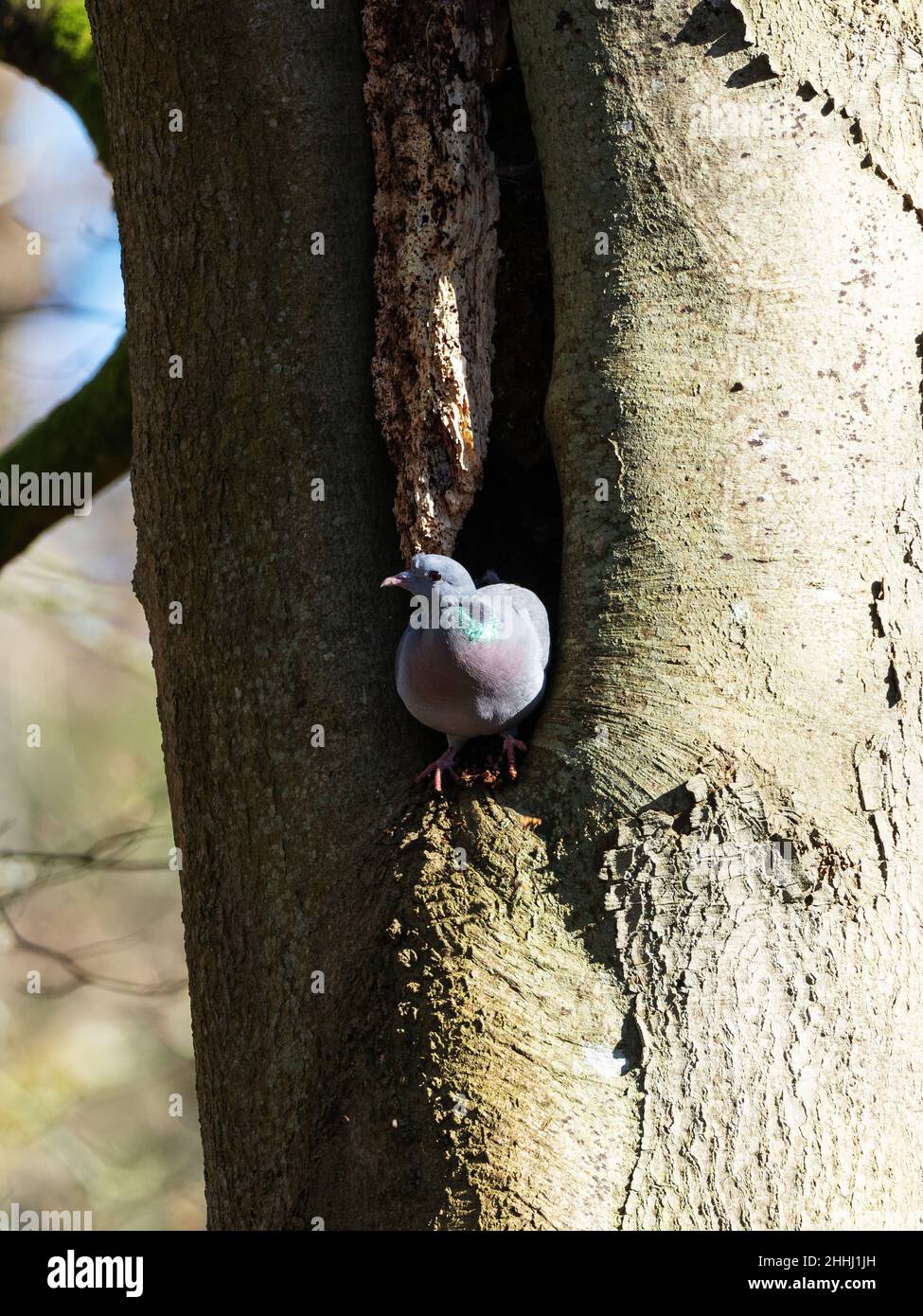 Stock dove Columba oenas peering out of a potential nest site in a  hole in a Beech tree in woodland near Bransgore, Hampshire, England, UK, February Stock Photo