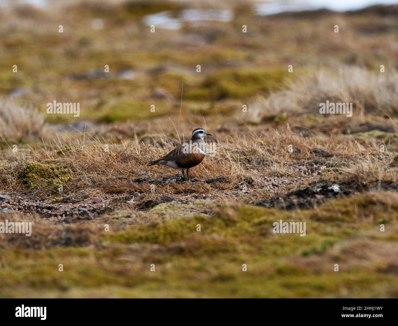 Eurasian dotterel Charadrius morinellus Cairngorms National Park, Highland Region, Scotland, UK, May 2021 Stock Photo