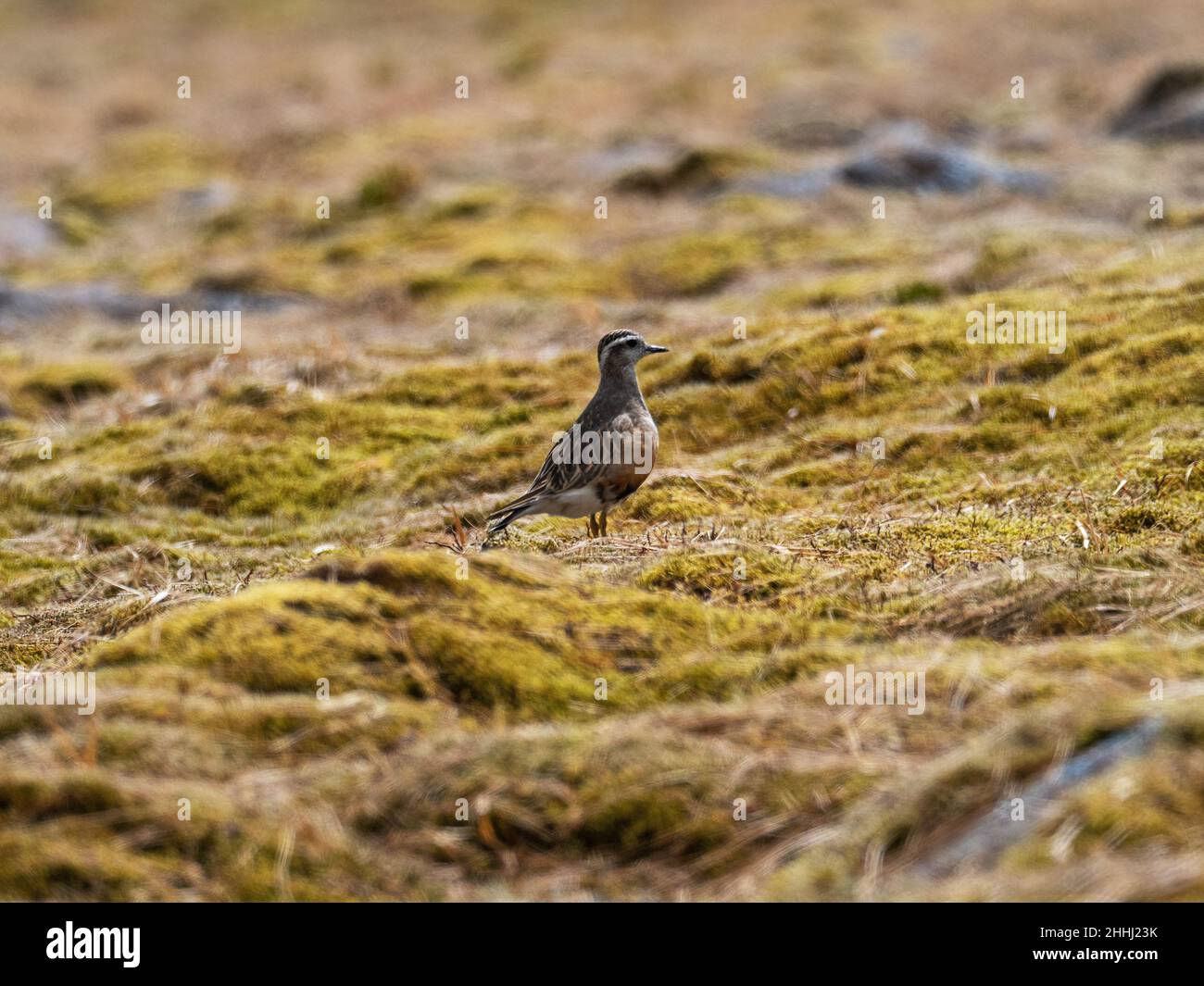 Eurasian dotterel Charadrius morinellus Cairngorms National Park, Highland Region, Scotland, UK, May 2021 Stock Photo