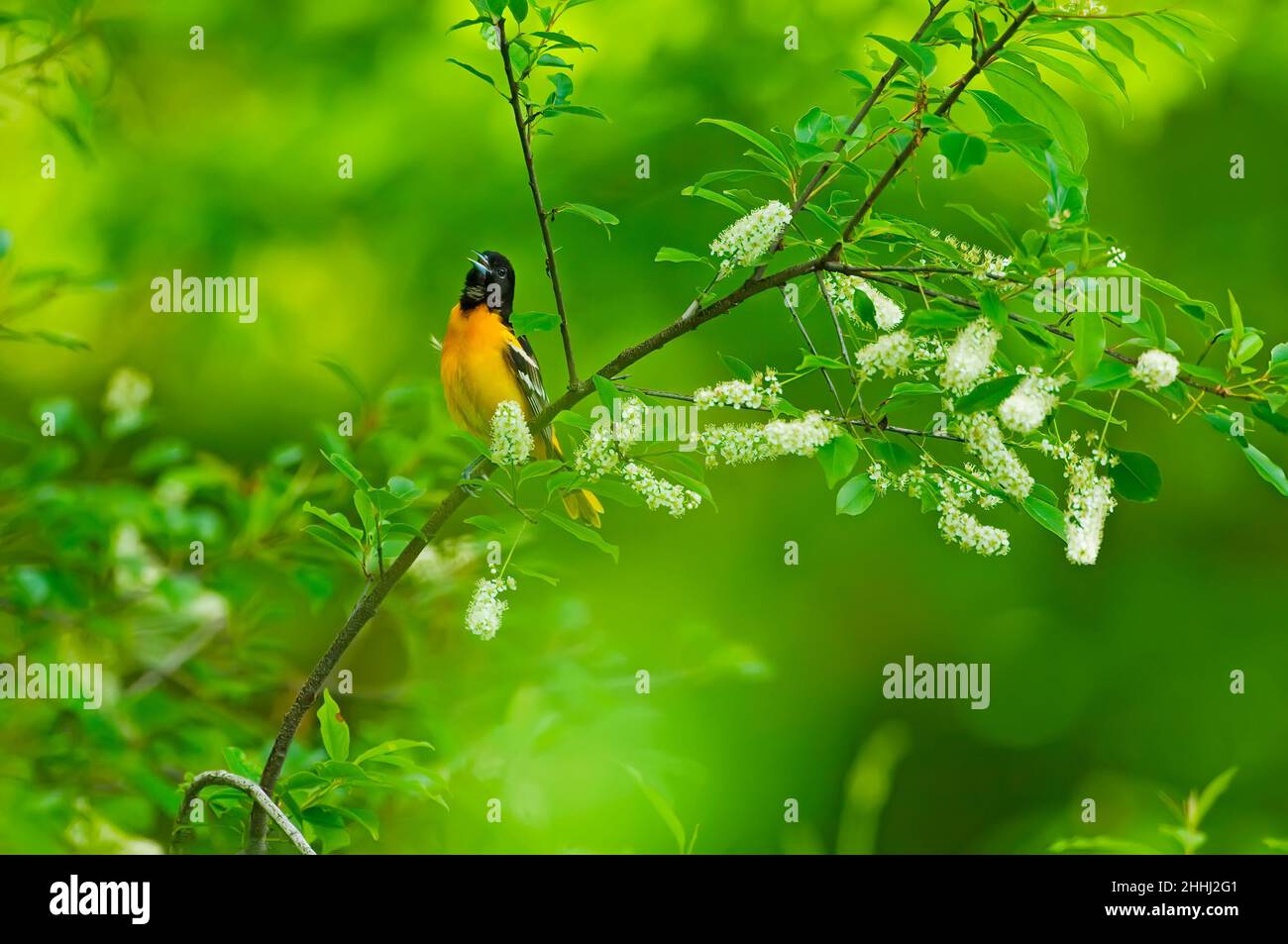 Baltimore oriole singing in flowering black cherry tree Stock Photo