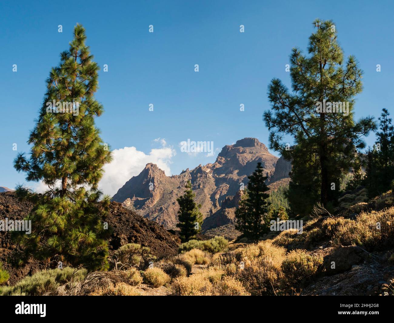 Canary pines in Tenerife. On walking path Red de Senderos TF18, approaching Boca Tauce. Stock Photo