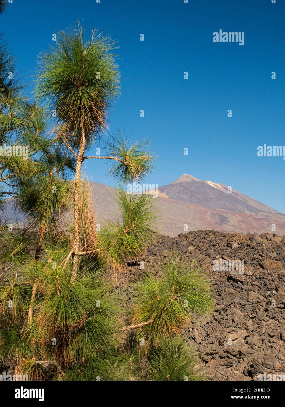Canary pines in Tenerife. On walking path Red de Senderos TF18, approaching Boca Tauce. Stock Photo