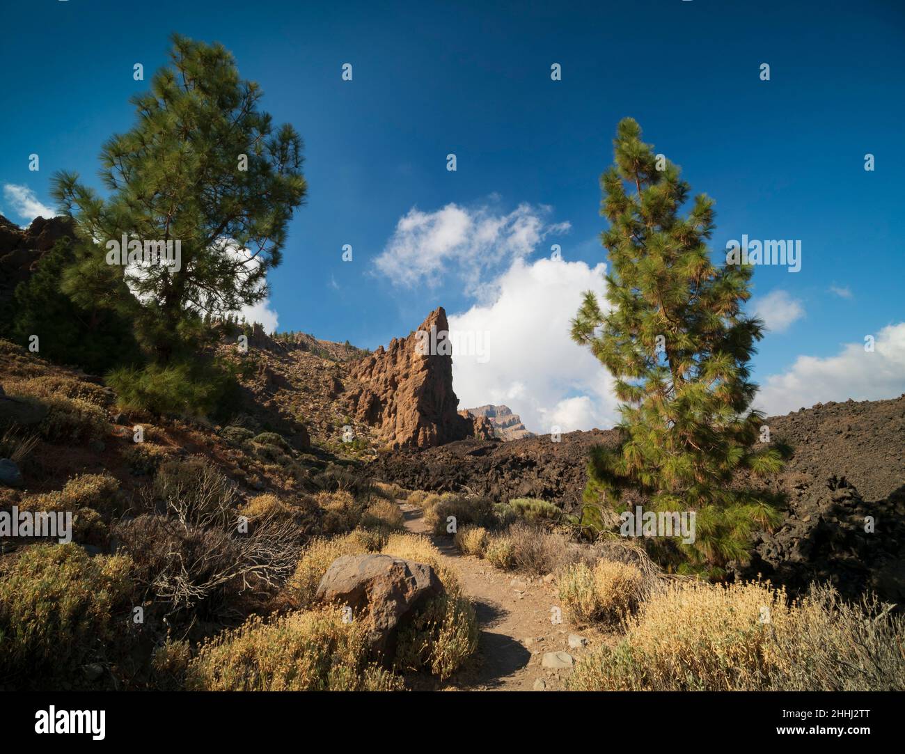 Canary pines and lava pinnacle in Tenerife. On walking path Red de Senderos TF18, near Boca Tauce. Stock Photo