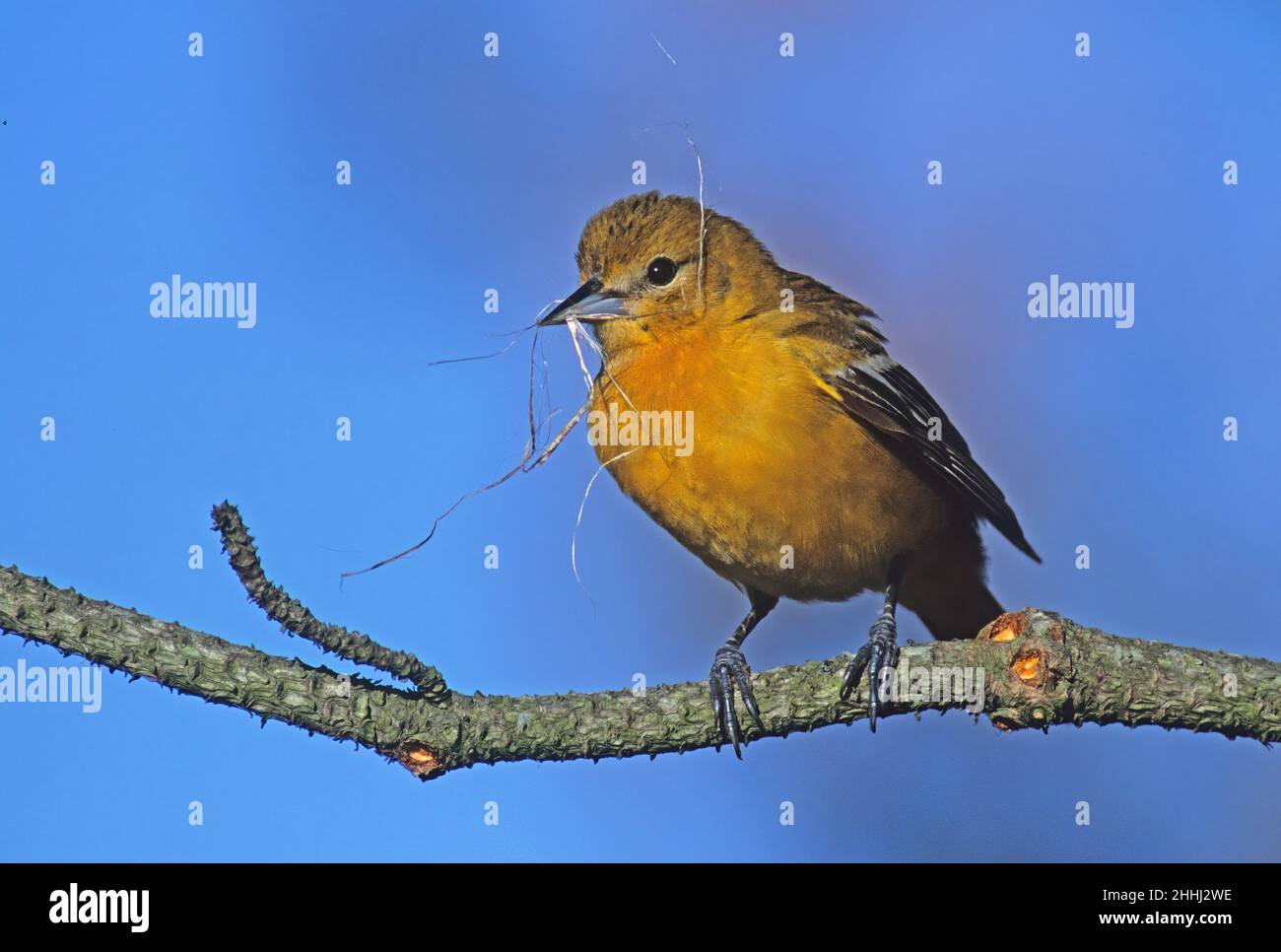 Female Baltimore oriole with nesting material Stock Photo