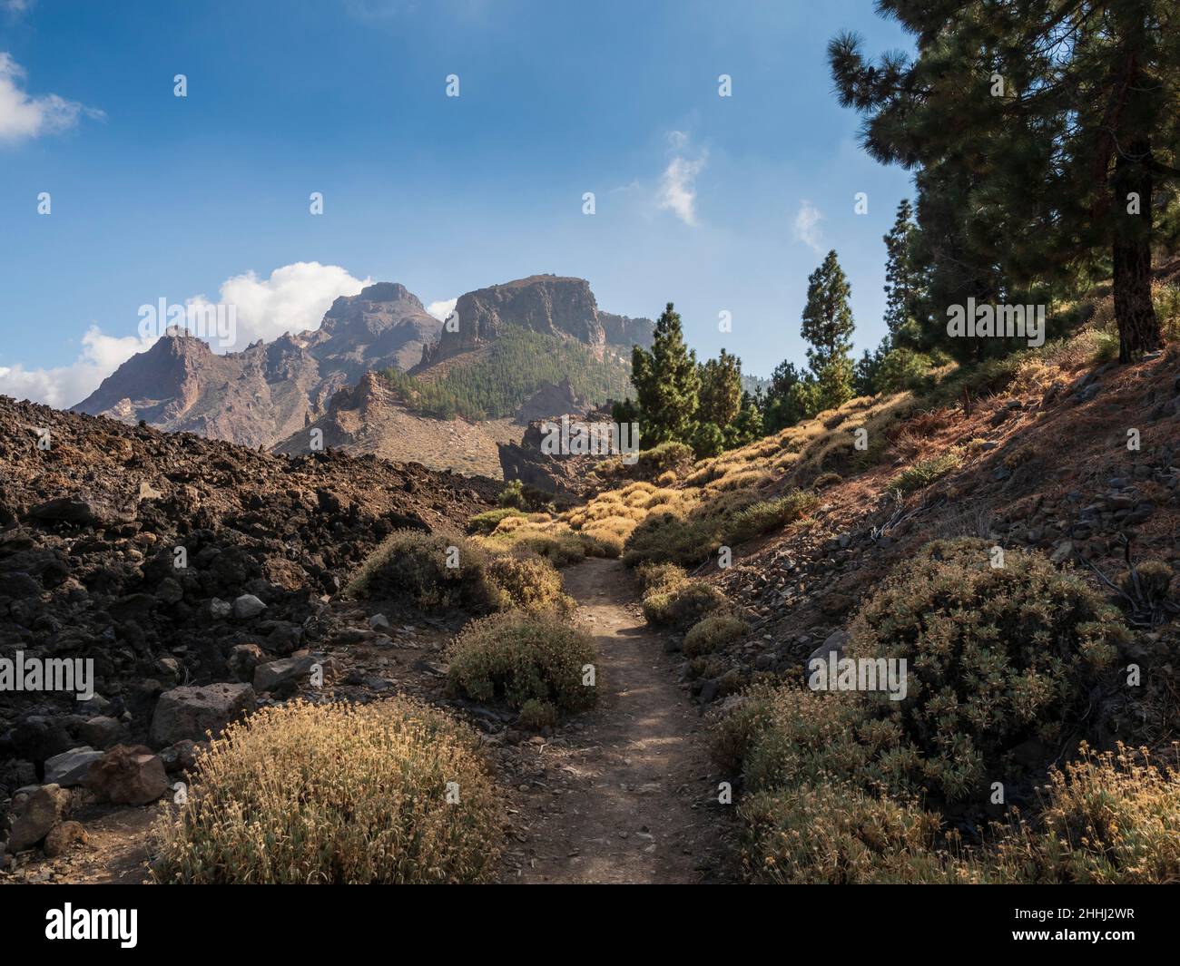 Canary pines in Tenerife. On walking path Red de Senderos TF18. Stock Photo