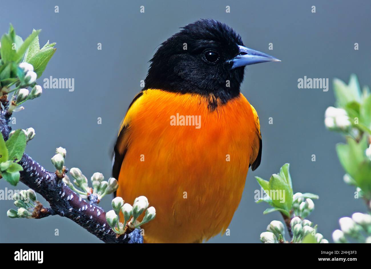 Male Baltimore oriole close-up during spring migration Stock Photo