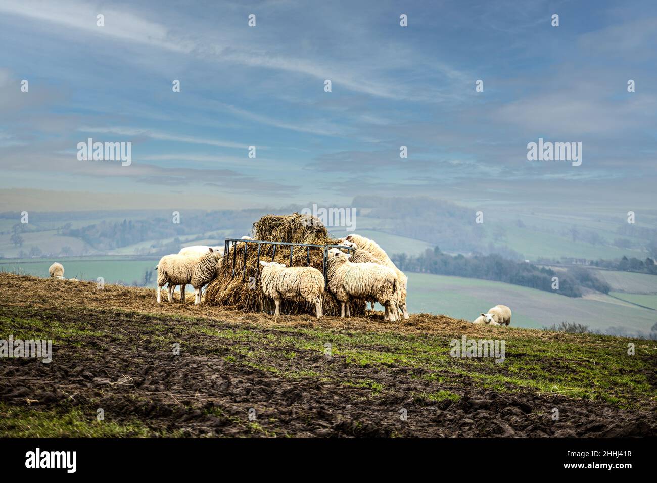 Cotswold Sheep eating hay from a feed ring Stock Photo