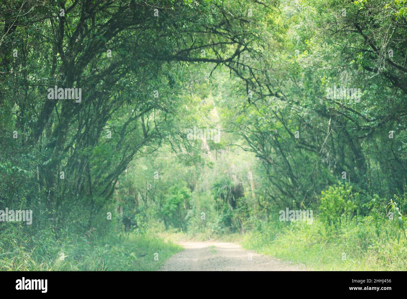 The dirt road, in the rural region, which crosses a green tunnel, in the middle of the Atlantic forest. Stock Photo