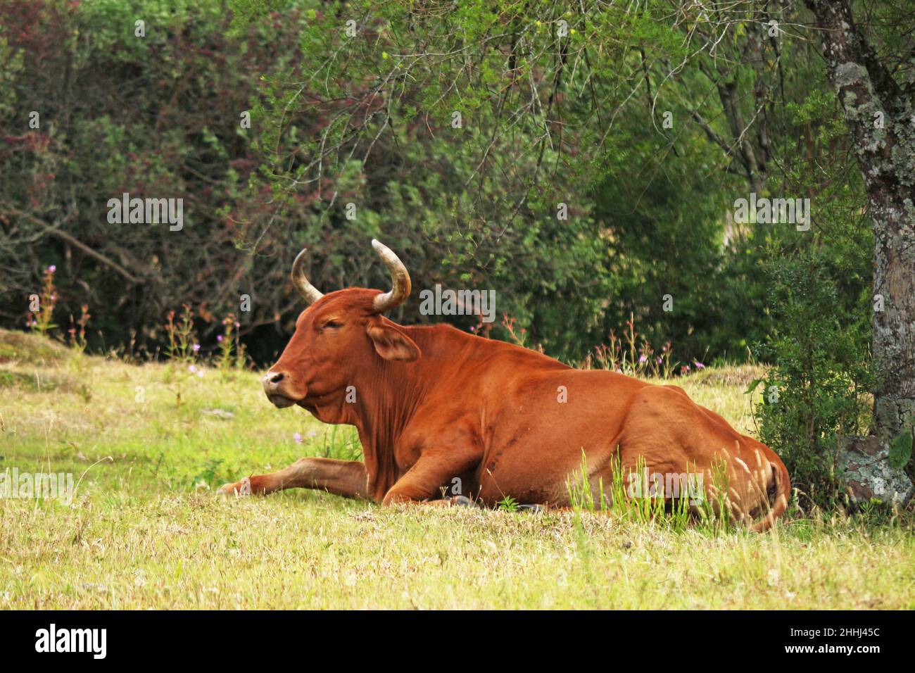 Just one ox on the small property is a resource that guarantees profitability and sustainability, in addition to product diversification Stock Photo