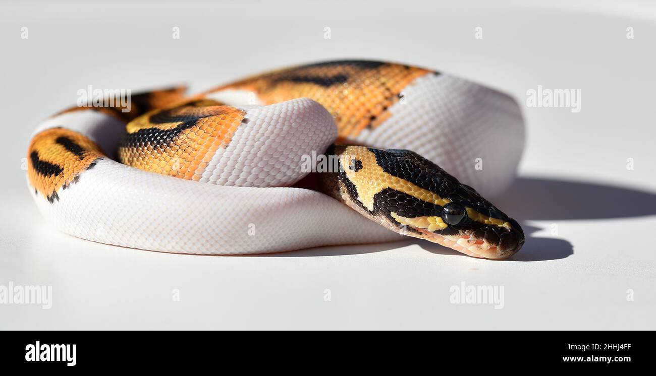 a dangerous python snake Stock Photo - Alamy