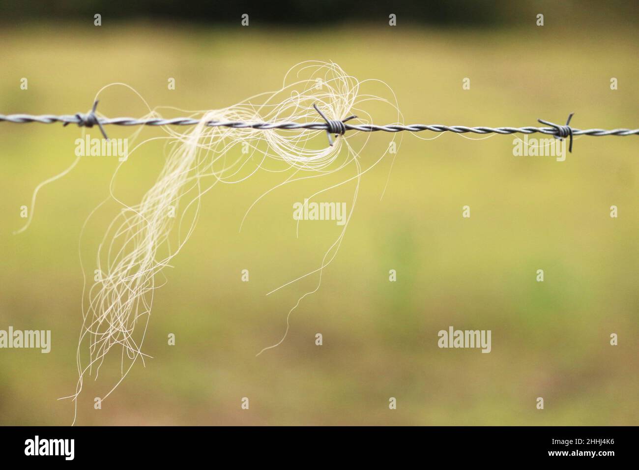 In the barbed wire that demarcate the grazing field, the animals' hair is entwined forever. Stock Photo