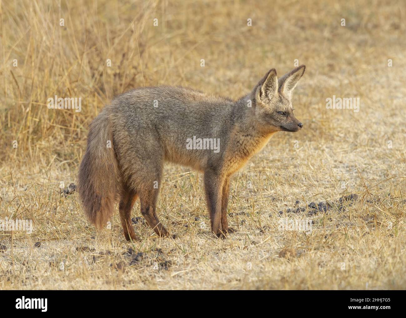 Bat-eared fox (Otocyon megalotis), Ngorongoro Conservation Area ...