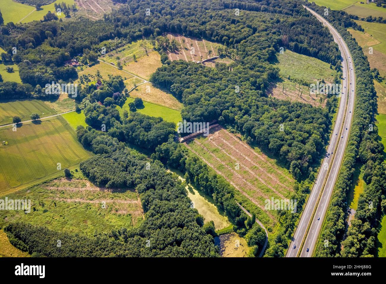 Aerial photograph, Fürstenberg Füchtener Heide forest area with forest damage in Hünningen, Ense, Sauerland, North Rhine-Westphalia, Germany, A445 mot Stock Photo