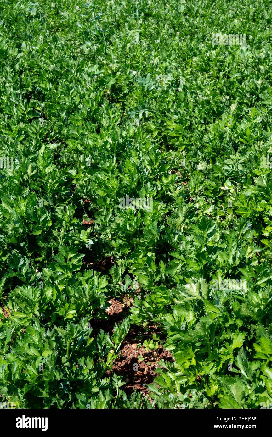 Cultivation of organic green leaf celery plants Stock Photo Alamy