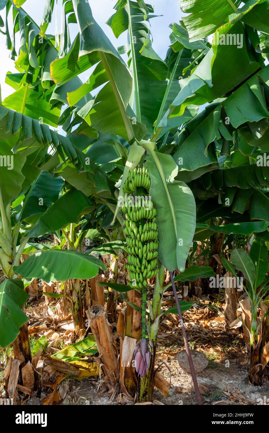 Banana trees plantations with clusters of green bananas tropical fruits