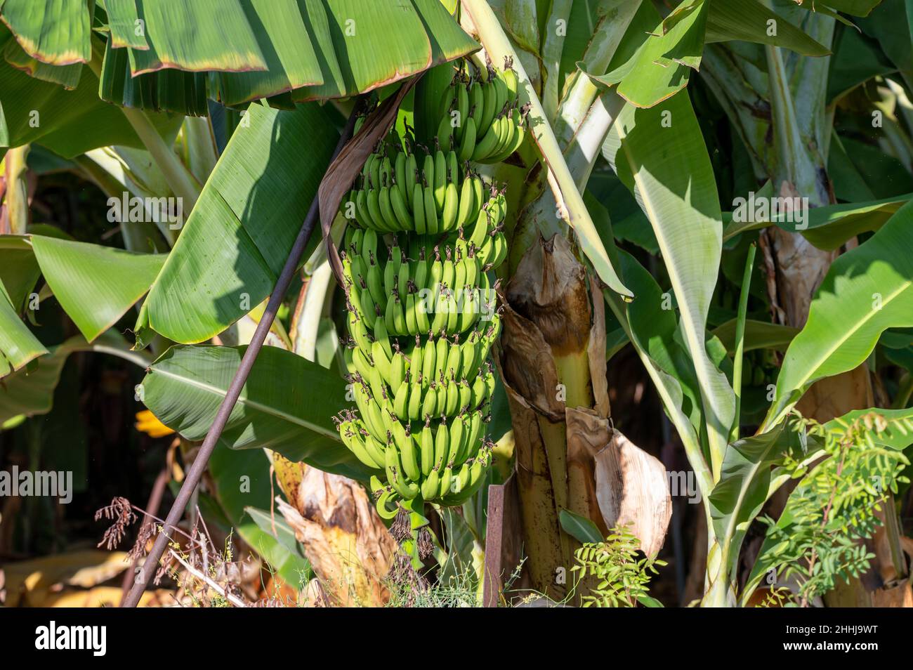 Banana trees plantations with clusters of green bananas tropical fruits