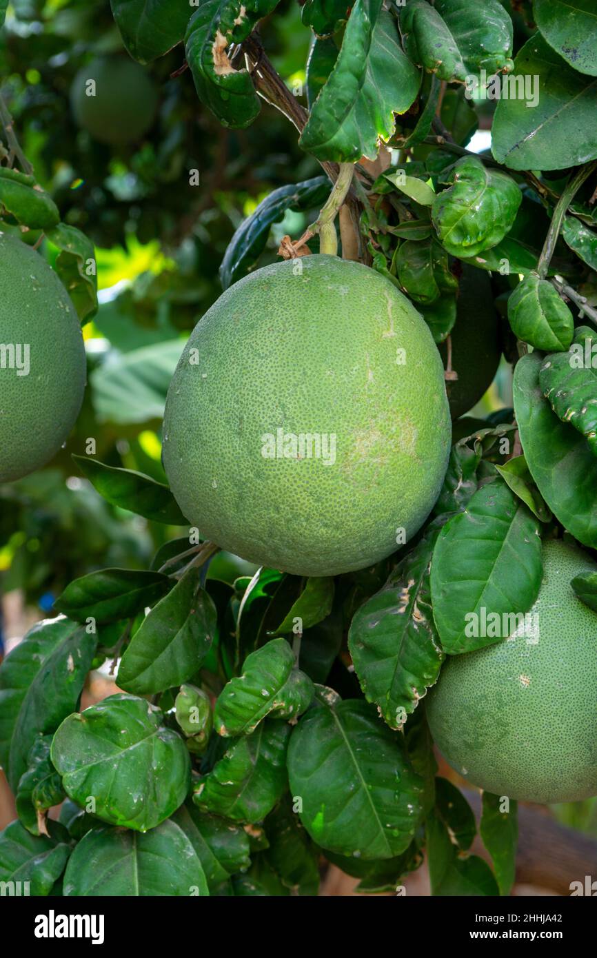 Big round pomelo tropical citrus fruits hanging on trees on pomelo
