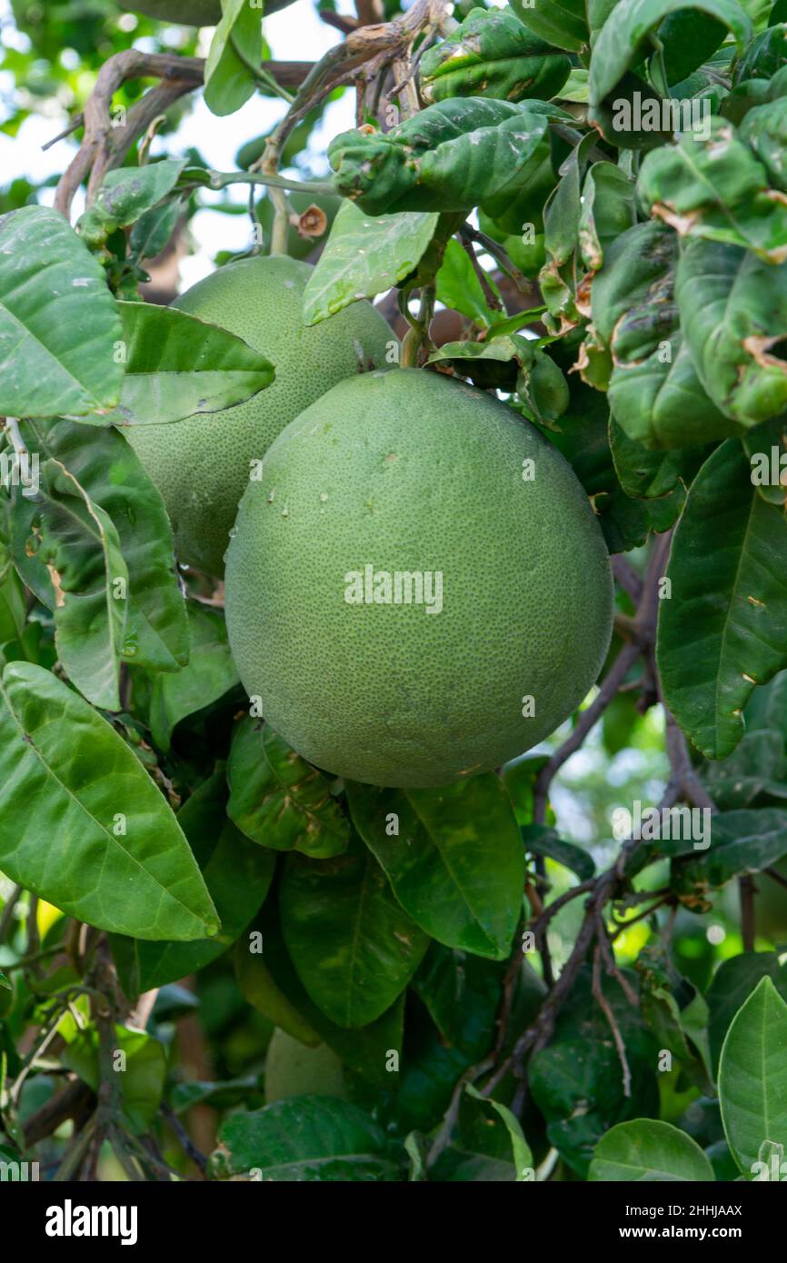 Big round pomelo tropical citrus fruits hanging on trees on pomelo