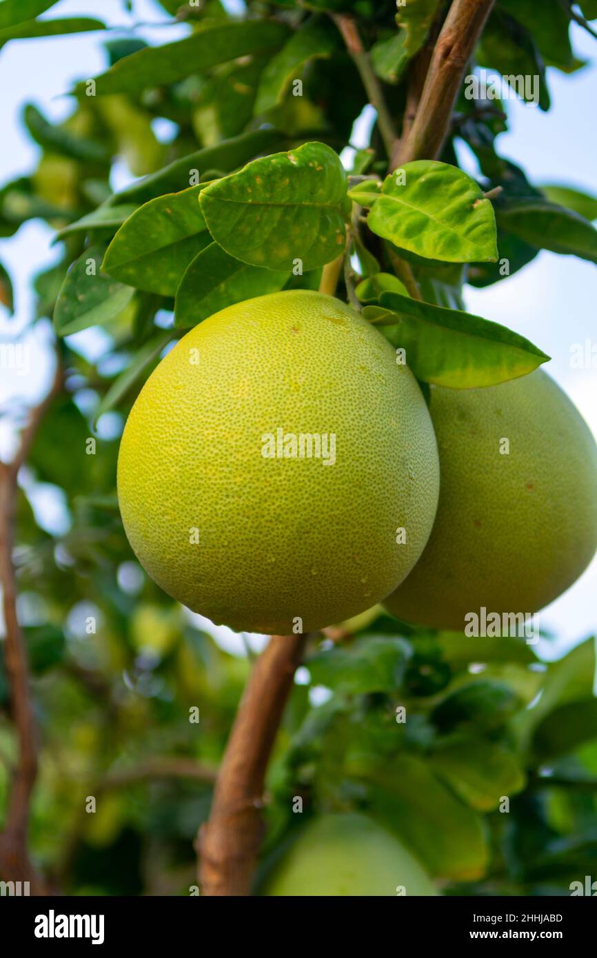 Big round pomelo tropical citrus fruits hanging on trees on pomelo
