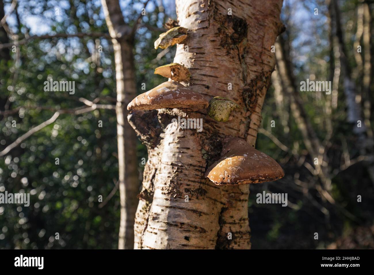 Birch Polypore fungus on Silver Birch tree, Crich Chase, Derbyshire Stock Photo