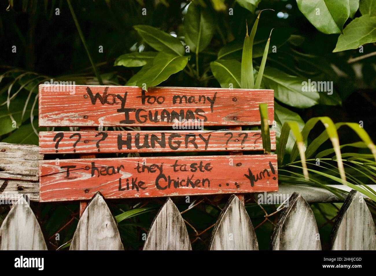 Humorous sign in Key West, Florida, FL USA. “Way too many Iguanas” Island vacation destination. Stock Photo