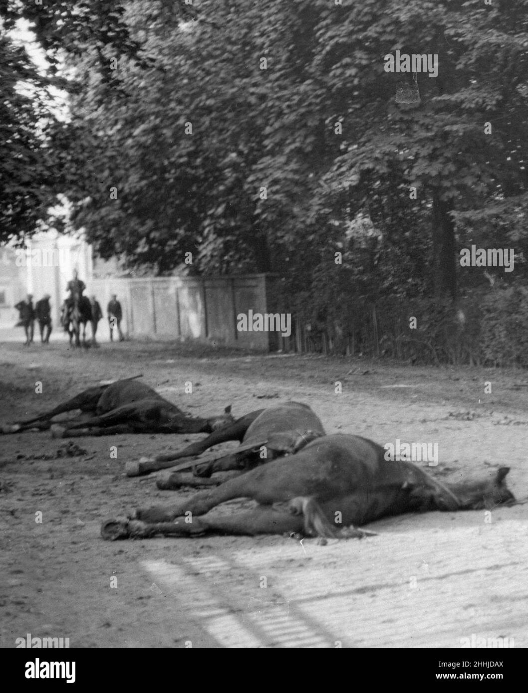 Dead horses litter the streets of Audeghem following the German retreat from the town September 28th 1914 Stock Photo