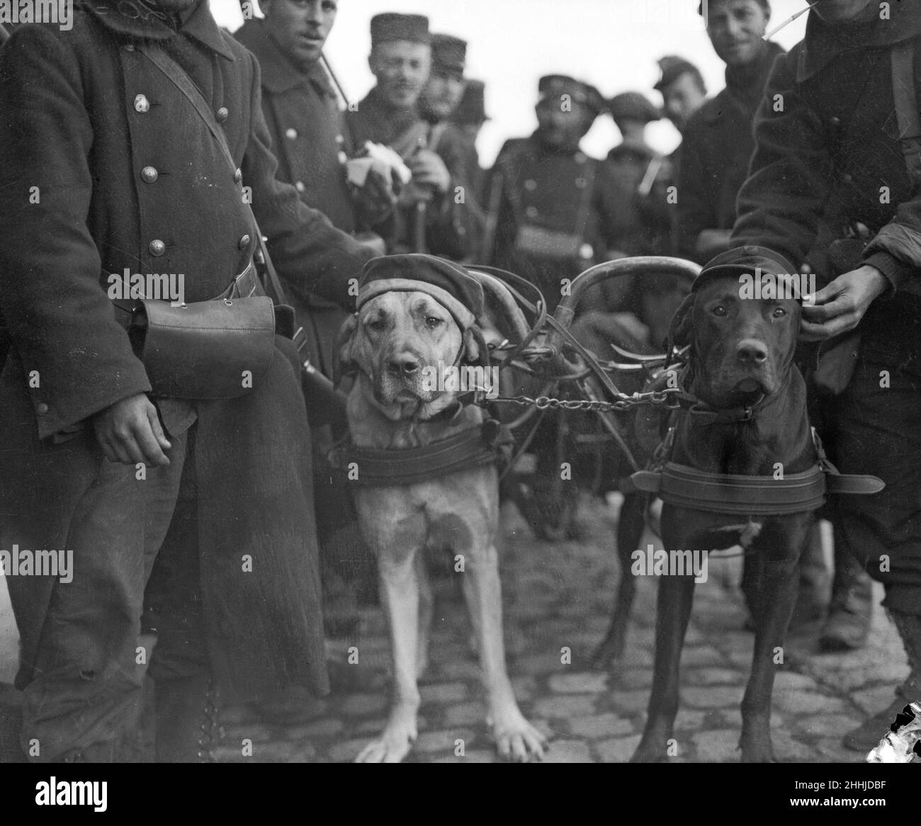 Proud of his war trophy. The Belgian soldiers are devoted to the dogs who are employed to pull machine guns and the man who owns this animal is no exception to the rule. He therefore seized the opportunity of decorating his faithful friend with a cap of a German soldier when he made the man prisoner in the neighbourhood of Antwerp. September 1914 Stock Photo