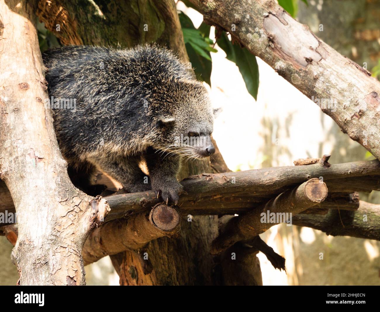 The Binturong Arctictis Binturong Also Known As The Bearcat Is A