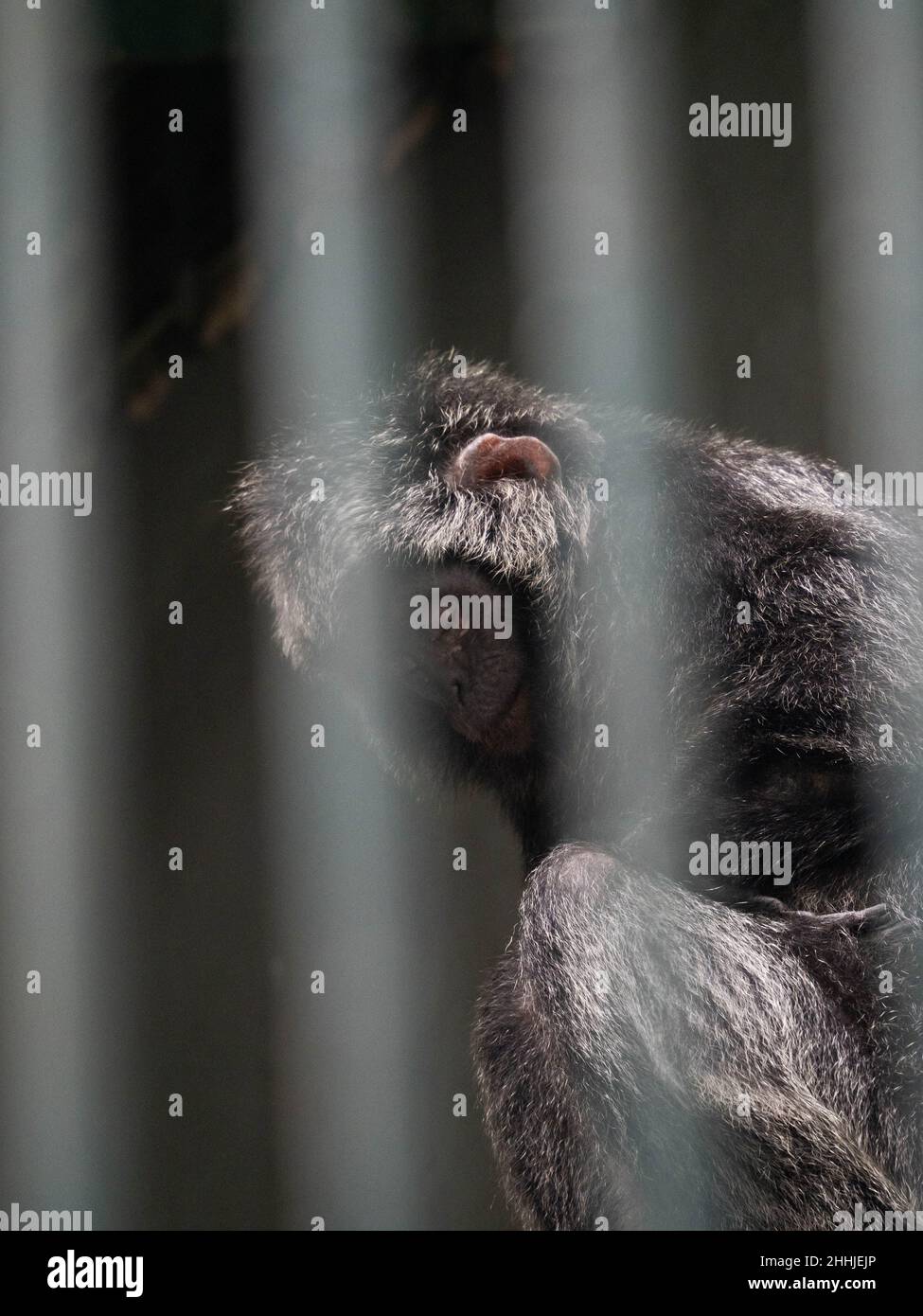 Trachypithecus Trachypithecus auratus mauritius hi-res stock photography and images ...