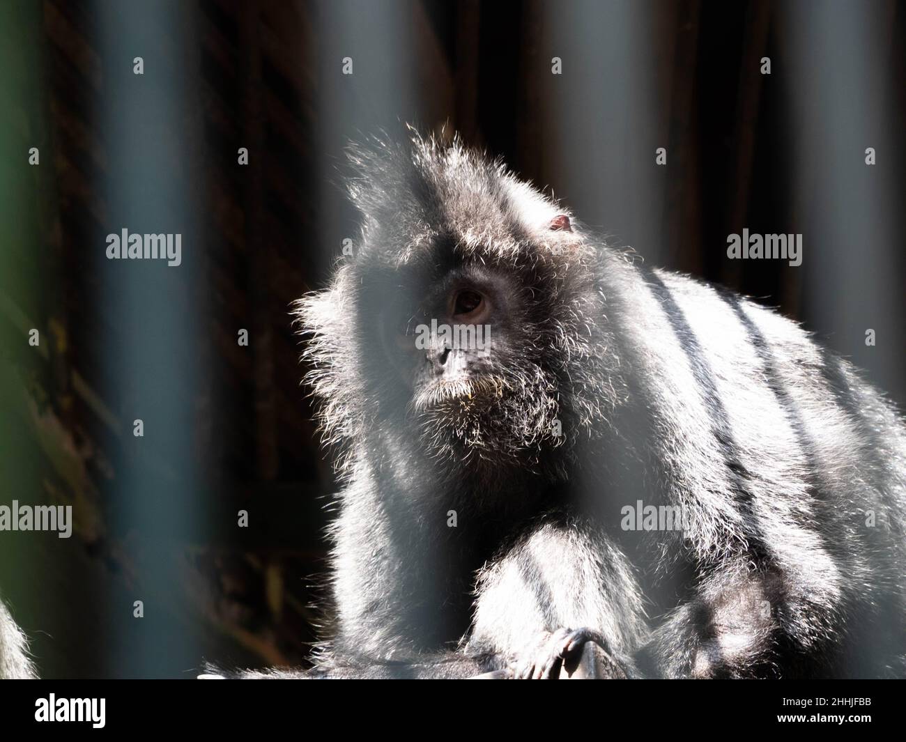 Trachypithecus Picture of The lutungs, langurs, or leaf monkeys are a group of Old ...