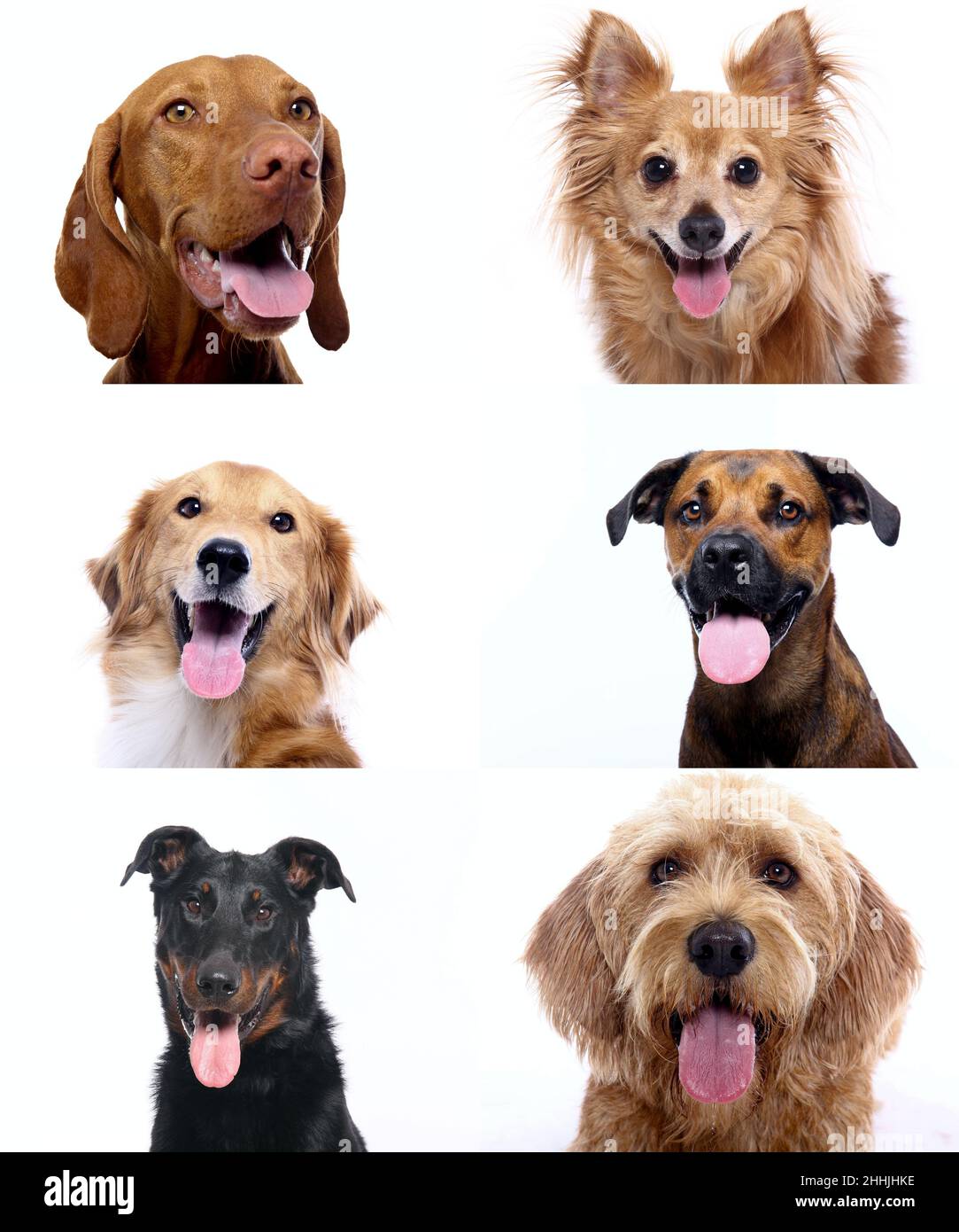 Group of beautiful dogs in front of a white background Stock Photo - Alamy