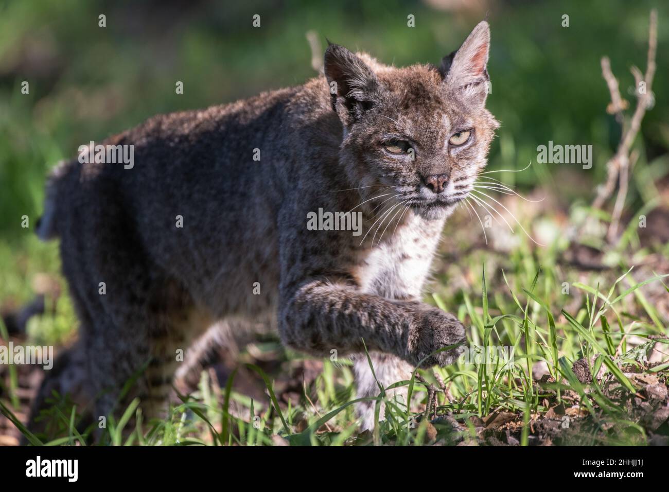 A wild bobcat (lynx rufus), an old male cat, prowling through a field in California, USA. Stock Photo