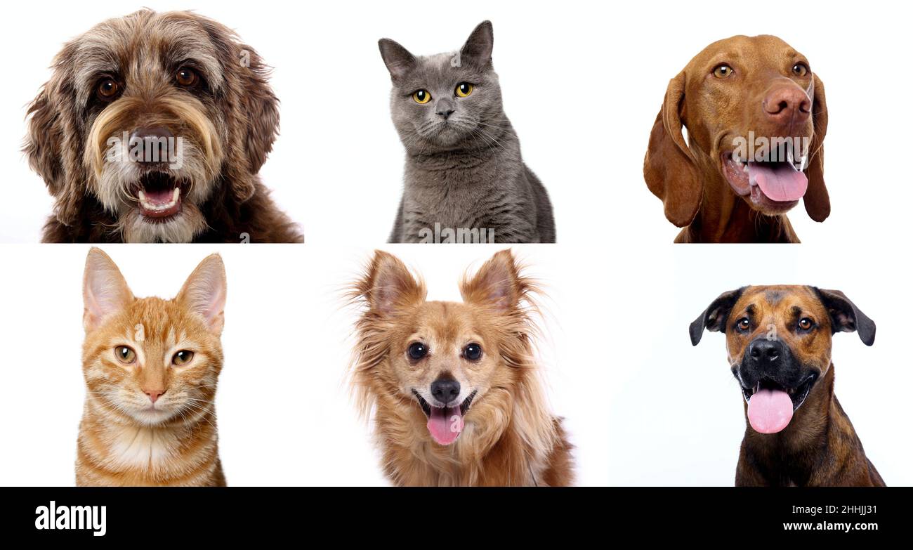 Group of beautiful dogs in front of a white background Stock Photo - Alamy