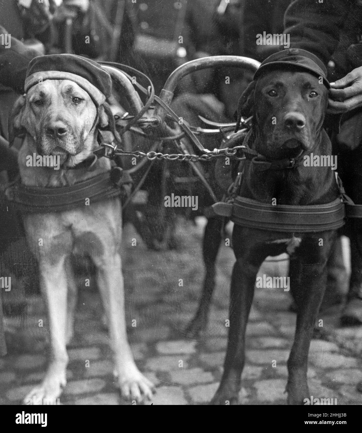 Proud of his war trophy. The Belgian soldiers are devoted to the dogs who are employed to pull machine guns and the man who owns this animal is no exception to the rule. He therefore seized the opportunity of decorating his faithful friend with a cap of a German soldier when he made the man prisoner in the neighbourhood of Antwerp. September 1914 Stock Photo