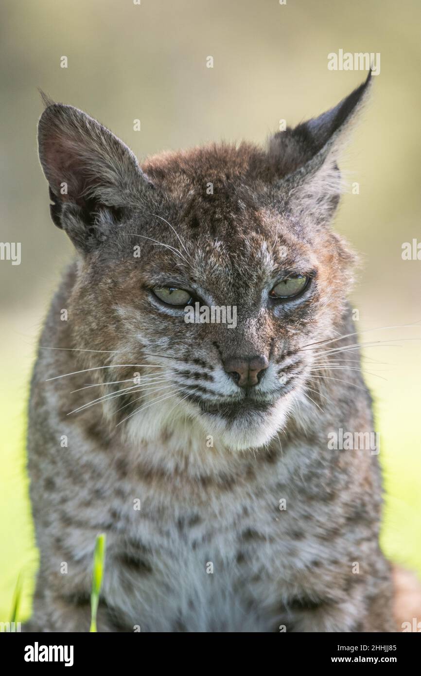 Bobcat cat wildlife hi-res stock photography and images - Alamy