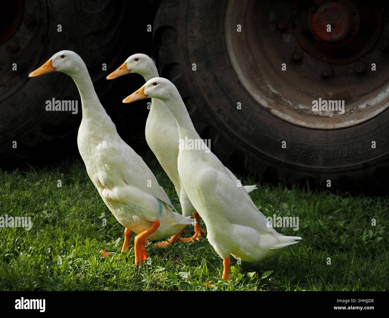 three domestic White Indian Runner Ducks (Anas platyrhynchos domesticus) with yellow beaks beside tractor wheel in a farmyard in Cumbria, England, UK Stock Photo