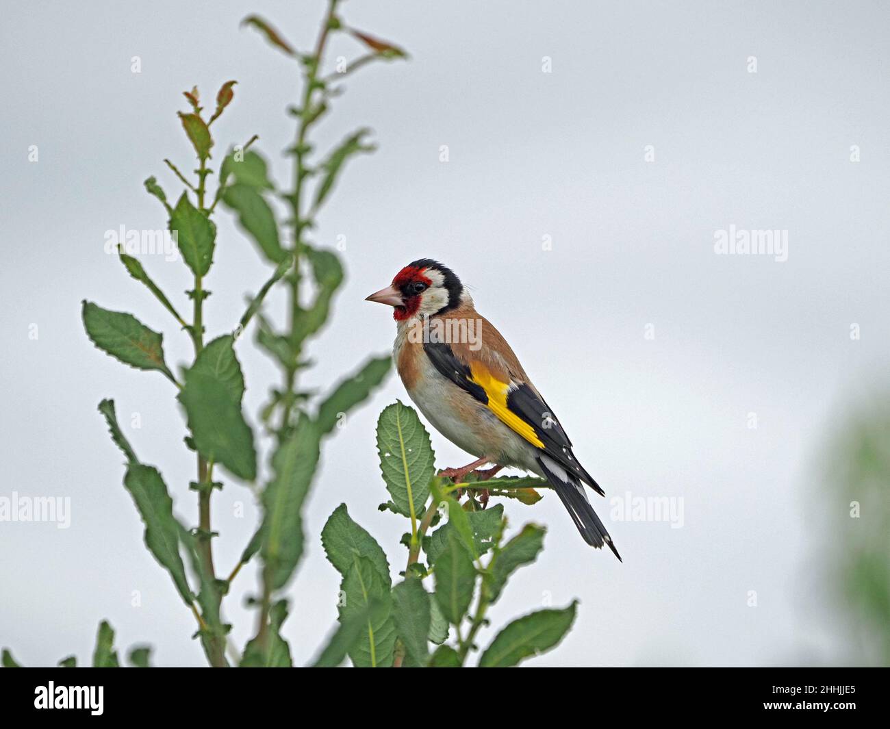 European Goldfinch (Carduelis carduelis) perched at top of Goat Willow ...