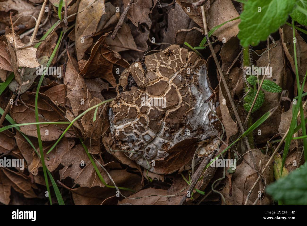 An old cracked mushroom growing on the forest floor in California - seen from above among the leaves. Stock Photo