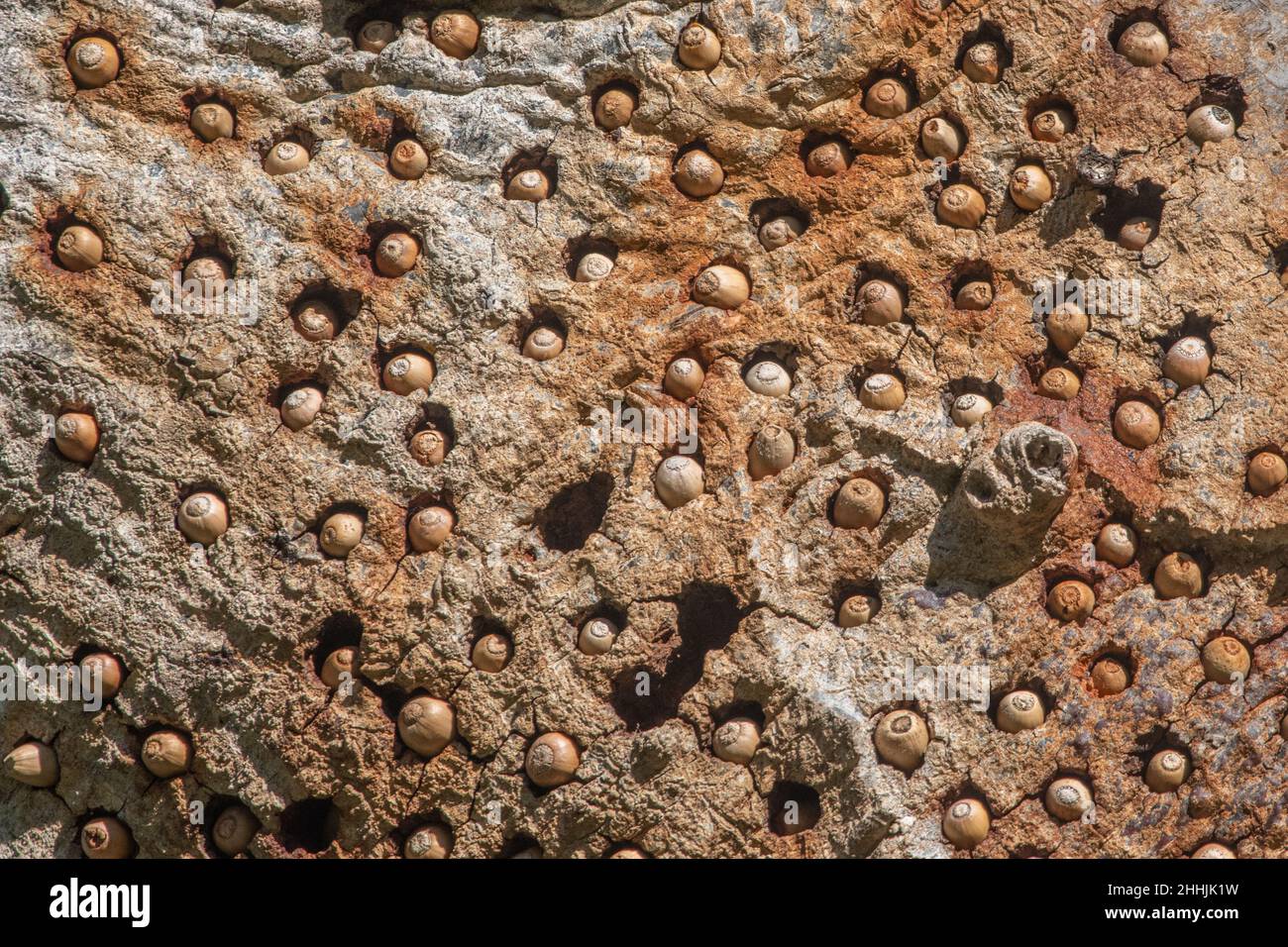 This oak tree serves as a granary tree for a group of acorn woodpeckers where they store acorns to eat later. Stock Photo