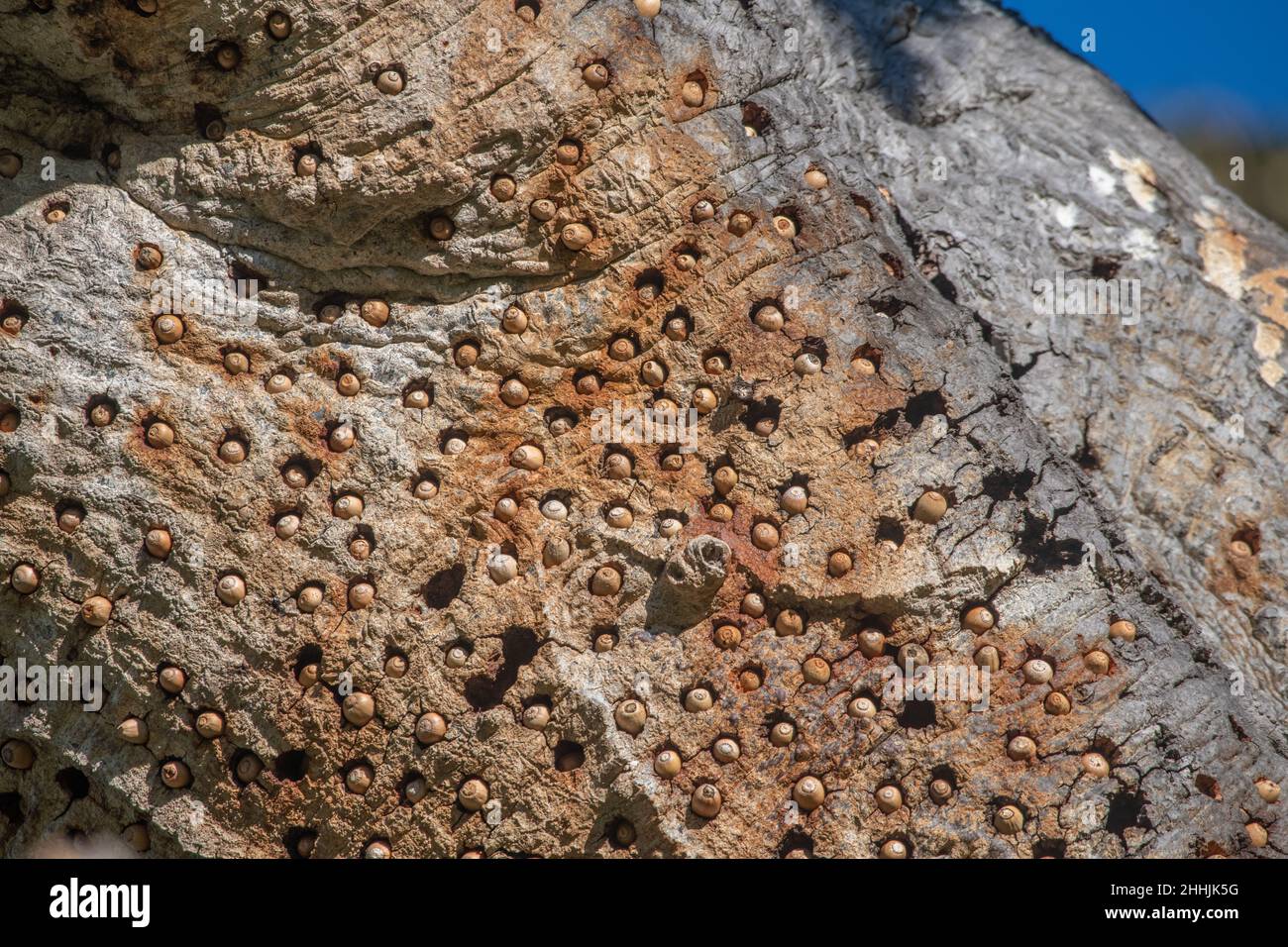 This oak tree serves as a granary tree for a group of acorn woodpeckers where they store acorns to eat later. Stock Photo