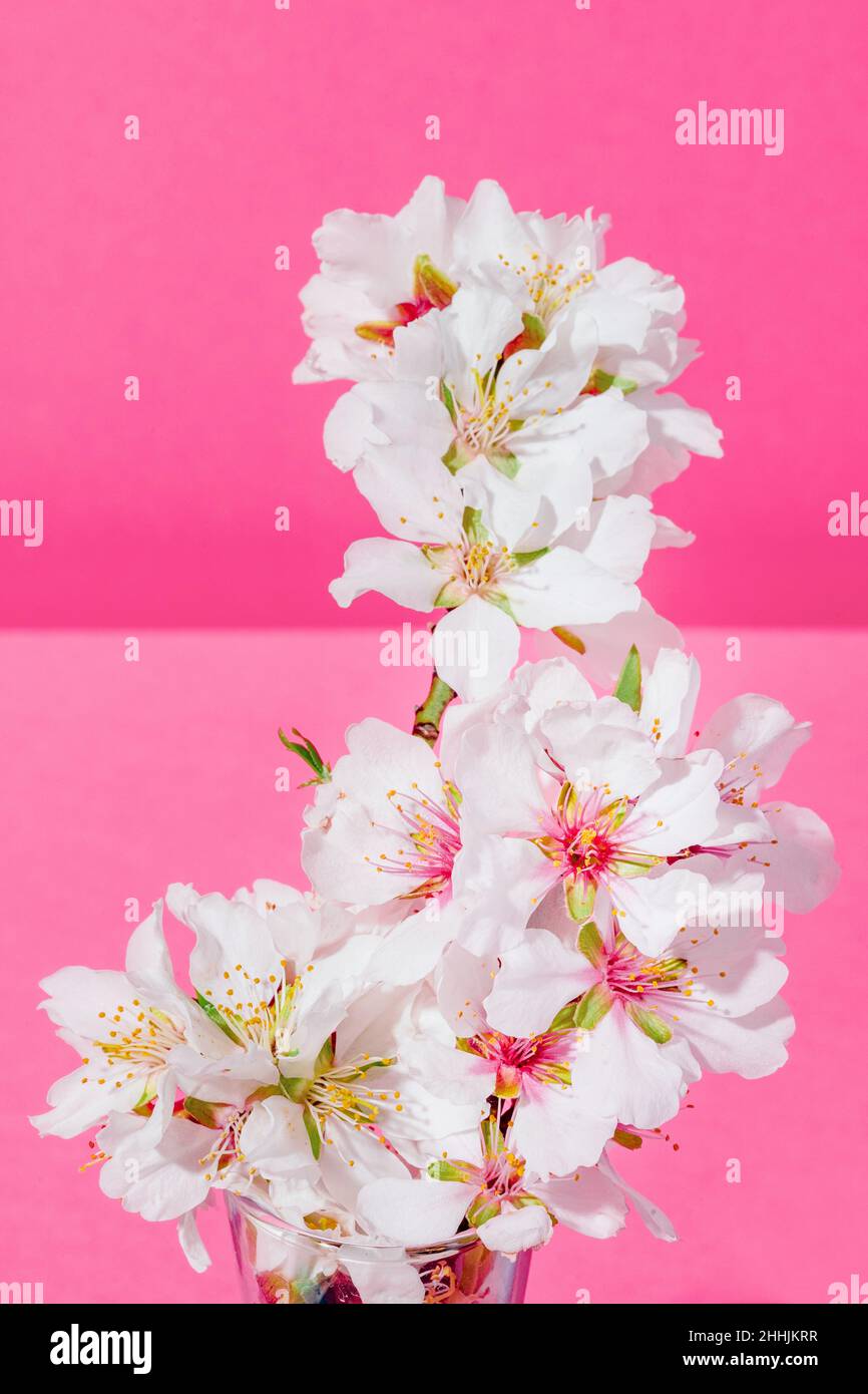 Almond blossoms on a pink background Stock Photo
